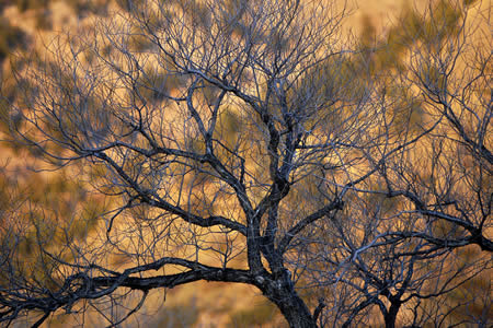 Evening Tree